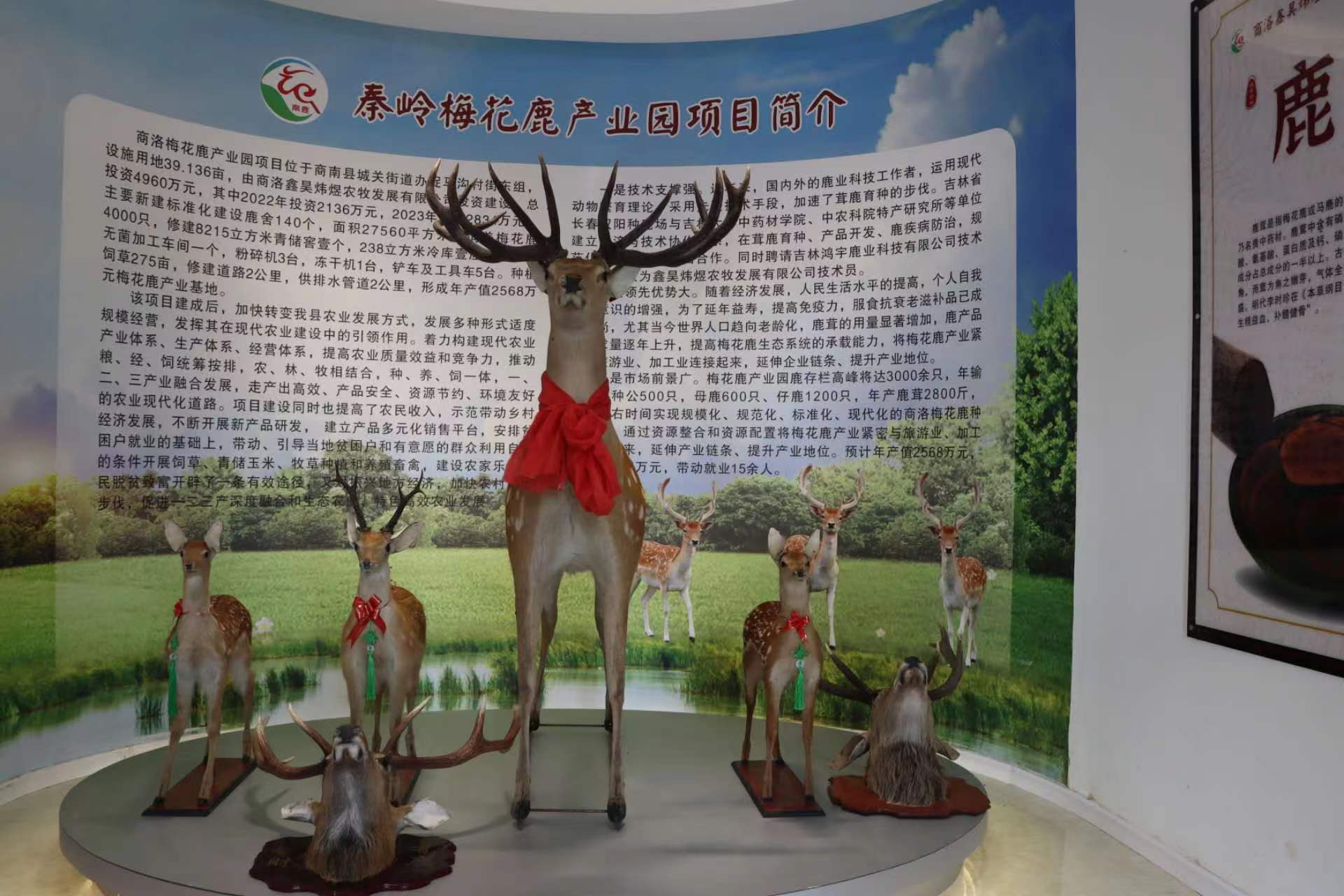 呦呦鹿鸣“唱”响乡村振兴曲 城关街道捉马沟村的生态蝶变