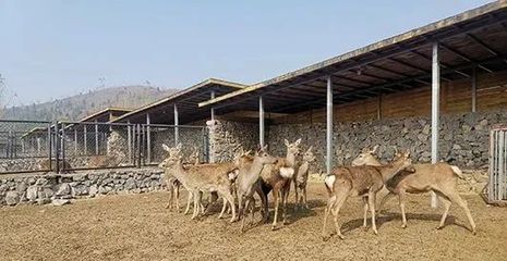 呦呦鹿科技 特色养殖为山东临沂乡村振兴注入新动能