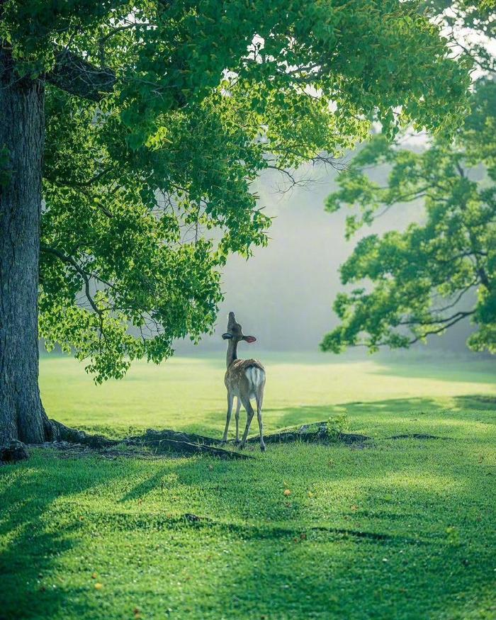 呦呦鹿科技 林深见鹿，有福有禄