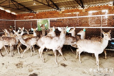 呦呦鹿鸣，产业新声 张家川县张棉驿乡的“鹿”力振兴之路