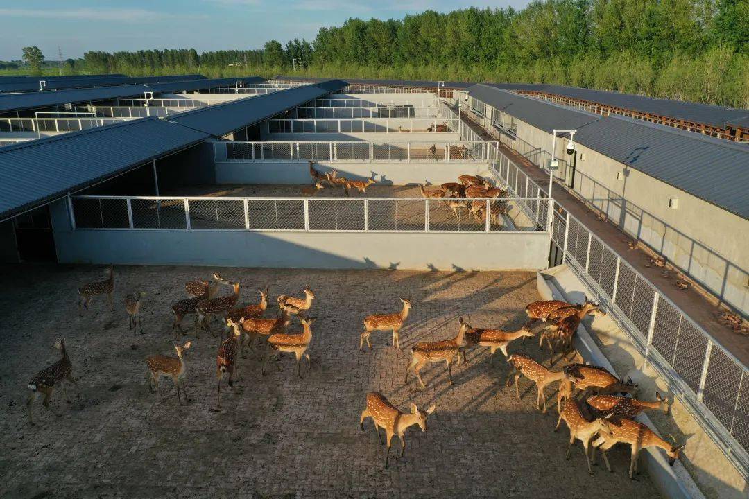 呦呦鹿鸣，做客鹿乡 科技赋能双阳梅花鹿的特色之旅
