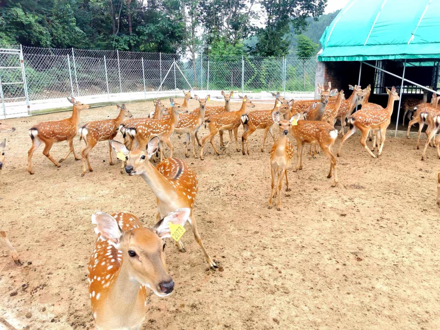 呦呦鹿鸣“唱”响乡村振兴曲——城关街道捉马沟村的科技兴农之路